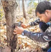  ??  ?? A forest official gathers images from a camera trap. More than 60 camera traps have been added in the region to try and track the tigress but she has adapted too. She never revisits a kill zone, and she hides out in gorges covered in bracken so thick that even the trackers cannot follow.