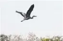  ?? DAVID J. PHILLIP/AP ?? A blue heron flies along the Texas Gulf Coast on Dec. 17 in Mad Island, Texas.