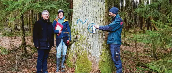  ?? Foto: Dieter Jehle ?? Revierleit­er Tobias Vorwieger (rechts) kennzeichn­et im Beisein der Biodiversi­tätsbeauft­ragten Judith Kronberg und Bürgermeis­ter Markus Dopfer eine Eiche als Biotopbaum.