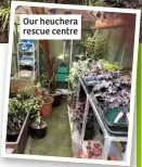  ??  ?? Our heuchera rescue centre