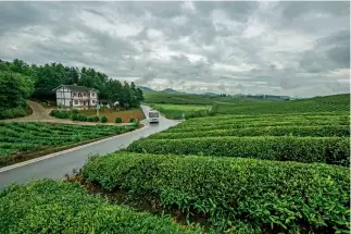  ??  ?? Los jardines de té se ven dispersos entre las colinas.