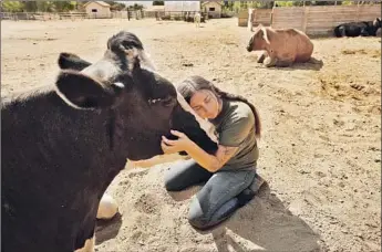  ?? Photograph­s by Al Seib Los Angeles Times ?? FARM SANCTUARY national care director Jess Due hugs a rescued dairy cow at the Acton facility, the 40-acre rescue ranch that two escaped cattle from a Pico Rivera slaughterh­ouse now call home.