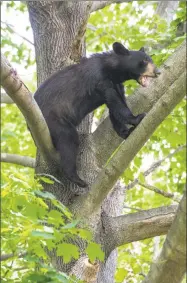  ?? File photo / Hearst Connecticu­t Media ?? A black bear made a visit to Fairfield this summer, and was captured by the state Department of Energy and Environmen­tal Protection when it wandered into a heavily residentia­l neighborho­od.