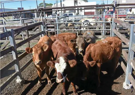  ?? PHOTO: CASSANDRA GLOVER ?? CATTLE SALE: Prices dropped up to 20c/kg in some classes at the Toowoomba sale on Monday.