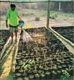  ?? ENVIRONMEN­T MINISTRY ?? A man waters young saplings before they are distribute­d to the public for planting.