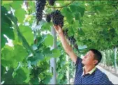  ?? YANG YANG / CHINA DAILY ?? Yang Peizhong, owner of Xinyi Family Farm in Xiantao, Hubei province, picks grapes last month.