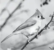  ?? [PROVIDED PHOTO] ?? The tufted titmouse sometimes gets mistakenly identified as a baby cardinal due to its small size and the crest of feathers on its head.