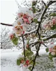  ?? Foto: K. J. Hildenbran­d, dpa ?? Im April kam für zwei Tage der Winter zurück.