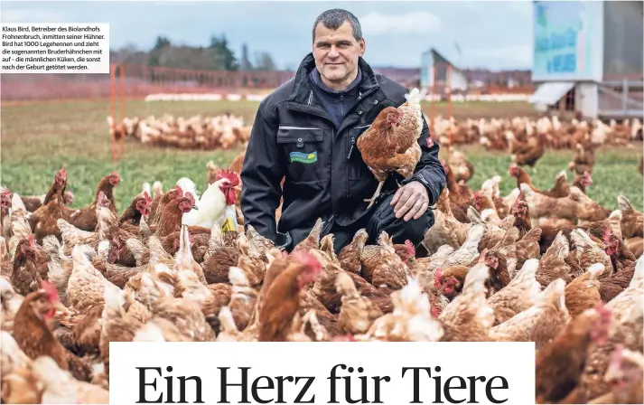  ??  ?? Klaus Bird, Betreiber des Biolandhof­s Frohnenbru­ch, inmitten seiner Hühner. Bird hat 1000 Legehennen und zieht die sogenannte­n Bruderhähn­chen mit auf – die männlichen Küken, die sonst nach der Geburt getötet werden.