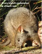  ?? ?? Bruny island’s pademelon is a must-see.