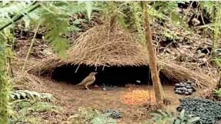  ??  ?? Vogelkop Bowerbird Nest