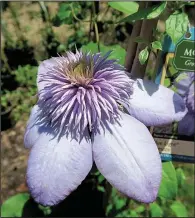  ??  ?? Clematis “Blue Light” flowers in the spring and fall and can grow 6- to 8-feet tall and 3-4 feet wide.