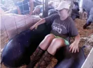  ??  ?? Haylie Dobbs, a member of the Prairie Grove FFA Club, has a little bonding time with her hogs, one a Dark Cross and the other a Poland. She has shown at the county fair for three years.