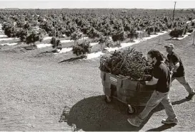  ??  ?? Farmworker­s transport newly harvested marijuana plants at Los Suenos Farms in Avondale, Colo.