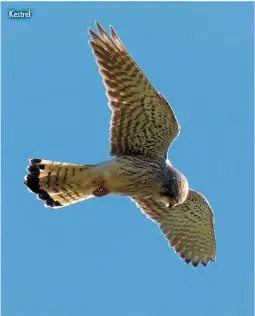  ??  ?? Kestrel