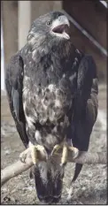  ??  ?? A juvenile bald eagle, a resident of the institute, squawks at passersby.