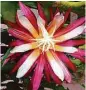  ?? Luis Solis ?? Fuchsia and white cereus