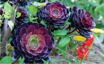  ??  ?? Tolerant beauties: Aeonium Arboreum Zwartkop with their striking leaf rosettes