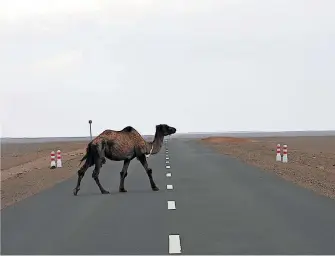  ?? [ Maria-Katharina Lang ] ?? Was einem so über den Weg läuft: eine neu gebaute Straße in der mongolisch­en Wüste Gobi.