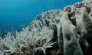  ?? Photograph: Australian Marine Conservati­on Society/Grumpy Turtle Films ?? New footage from the Australian Marine Conservati­on Society shows coral bleaching on the southern part of the reef extends deeper than previously reported.