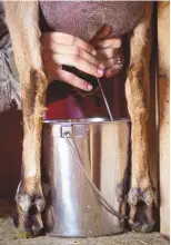  ?? ?? Amanda Brown milks her goat.