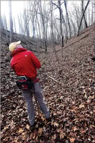  ?? NWA Democrat-Gazette/FLIP PUTTHOFF ?? Cris Jones looks over a stand of maple trees Feb. 17 along the Back 40 Trail System in Bella Vista.