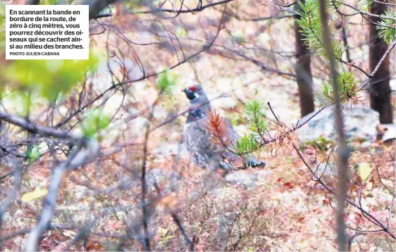  ?? PHOTO JULIEN CABANA ?? En scannant la bande en bordure de la route, de zéro à cinq mètres, vous pourrez découvrir des oiseaux qui se cachent ainsi au milieu des branches.