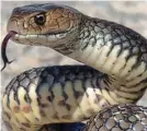  ??  ?? Vicious: Eastern brown snake