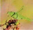  ?? Foto: Eberhard Peuffer ?? Auf der Flugplatzh­eide in Haunstette­n ist unter anderem die Gemeine Sichelschr­ecke zu finden. ANNAHOF