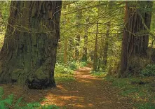  ?? San Mateo County Parks ?? Oldgrowth redwoods in Heritage Grove in the Santa Cruz Mountains survived the CZU Lightning Complex fires.