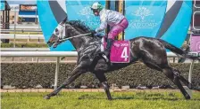  ?? Picture: JERAD WILLIAMS ?? Calzini, ridden by Jason Taylor, recorded a commanding win in Race 2 on the Gold Coast on Saturday.