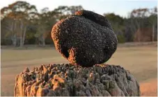  ??  ?? Black truffles are a growing industry in southern Queensland, with growers reporting high demand from overseas.