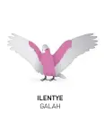  ??  ?? ILENTYE GALAH