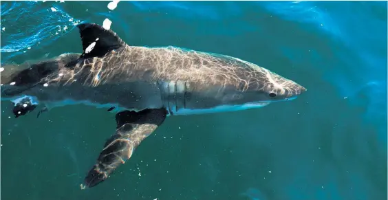  ?? Picture / Steve Robertson ?? The curious juvenile great white shark swims past the 7.2m boat off the coast of Tiritiri Matangi.