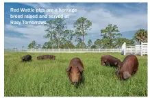  ??  ?? Red Wattle pigs are a heritage breed raised and served at Rosy Tomorrows.