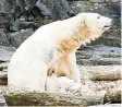  ?? FOTO: JENS KALAENE/DPA ?? Eine Eisbärin mit einem Zoogehege.
Nachwuchs
in