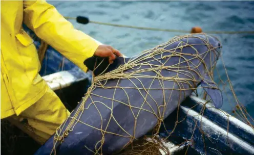  ?? Foto: dpa/WWF/Cristian Faesi ?? Der kalifornis­che Schweinswa­l: Ohne ein Ende der illegalen Fischerei hat er keine Überlebens­chance.