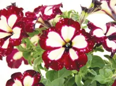  ??  ?? PERFECT FOR THE PATIO. Petunia Circus Sky. Petunia Night Sky was the first of its kind.