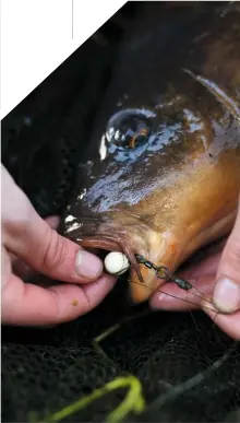  ??  ?? BOTTOM LEFT: One of Farlows’ big commons, at 38lb-plus, caught over a bed of boilies.