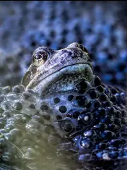  ?? ?? Get in close to the action If the opportunit­y arises, try to get really close with a macro lens. Move the camera slowly, maintainin­g autofocus on the frog’s leading eye, and you might get something extra special – such as this frame of a frog popping its head out of a patch of frogspawn.