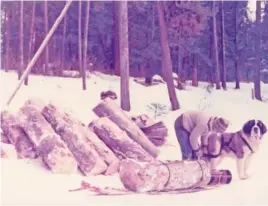  ?? PHOTOS CONTRIBUTE­D BY JIM LEDBETTER ?? Jim Ledbetter’s first wife, Jackie, readies Morgan, their sled dog, to haul firewood up the steep trail to their cabin in British Columbia. (1972)