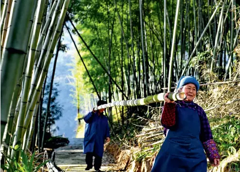  ?? Yu Xiangjun ?? Dos campesinos de la aldea de Tashui, en el distrito de Fengdu, llevan sobre los hombros el bambú recién cortado a casa.