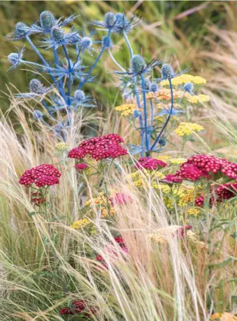  ??  ?? Spiky Eryngium x zabelii ‘Jos Eijking’, feathery Stipa tenuissima and mat-forming achillea, including A. millefoliu­m ‘Terracotta’, which can grow to 43in (1.1m) tall.