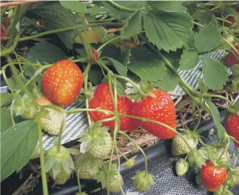  ??  ?? CREAM OF THE CROP: Few people bother growing strawberri­es because they are so readily available in the supermarke­t, but it’s worth doing.