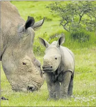  ??  ?? FRESH BEGINNING: The new calf of possibly the most famous rhino cow in the world, Thandi, who suffered at the hands of poachers at the Kariega Game Reserve three years ago, was named at a ceremony held at the reserve on Monday. Thembi, meaning Hope in...