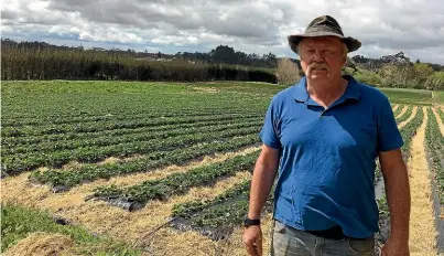  ?? STUFF ?? Auckland grower Phil Greig says the report of a needle found in imported strawberri­es is raising concerns among growers, who are considerin­g ways to beef up quality-control processes.