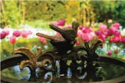  ??  ?? In a private garden in rural Belgium shows an antique birdbath being used to focus attention on an array of blooming bulbs.