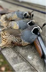  ?? ?? The California­n quail is an attractive bird, but devilishly difficult to shoot in this terrain