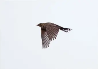  ?? ?? SIX: Blyth’s Pipit (Calder Wetland, West Yorkshire, December 2014). Blyth’s Pipits in flight should, like this bird, look smaller and more compact than their larger cousin, with a short-looking bill and a shorter tail; the whole effect is more similar to a Tree Pipit than a Richard’s. However, as with Richard’s Pipit, the call is the vital clincher with any in-flight encounter. Listen for the characteri­stic softer pscheeeooo­o accompanie­d by short chep calls.