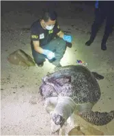  ??  ?? Sabah Wildlife Department officers inspecting the green turtle carcass on Kota Belud beach.